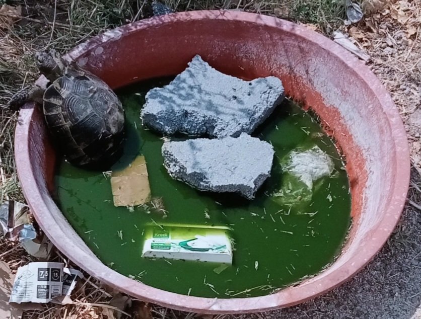 Çek kanka tatilde olduğumu herkes görsün 

Altınada şey yaz;
Deniz'den çıktım güneşleniyorum :)

🐢