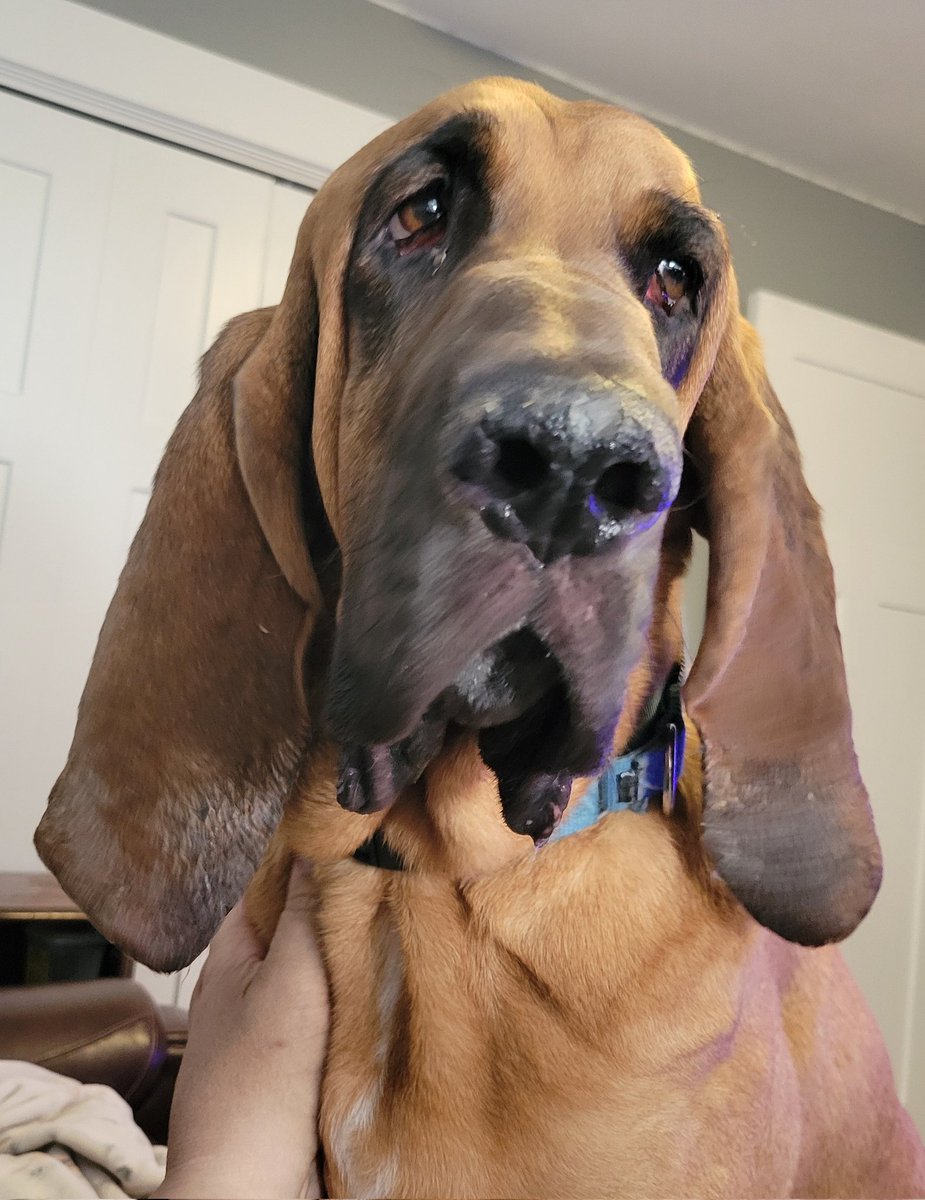 Somebody just popped in to say good morning to me. I love this guy and his big floppy ears. He's a true gentle giant.