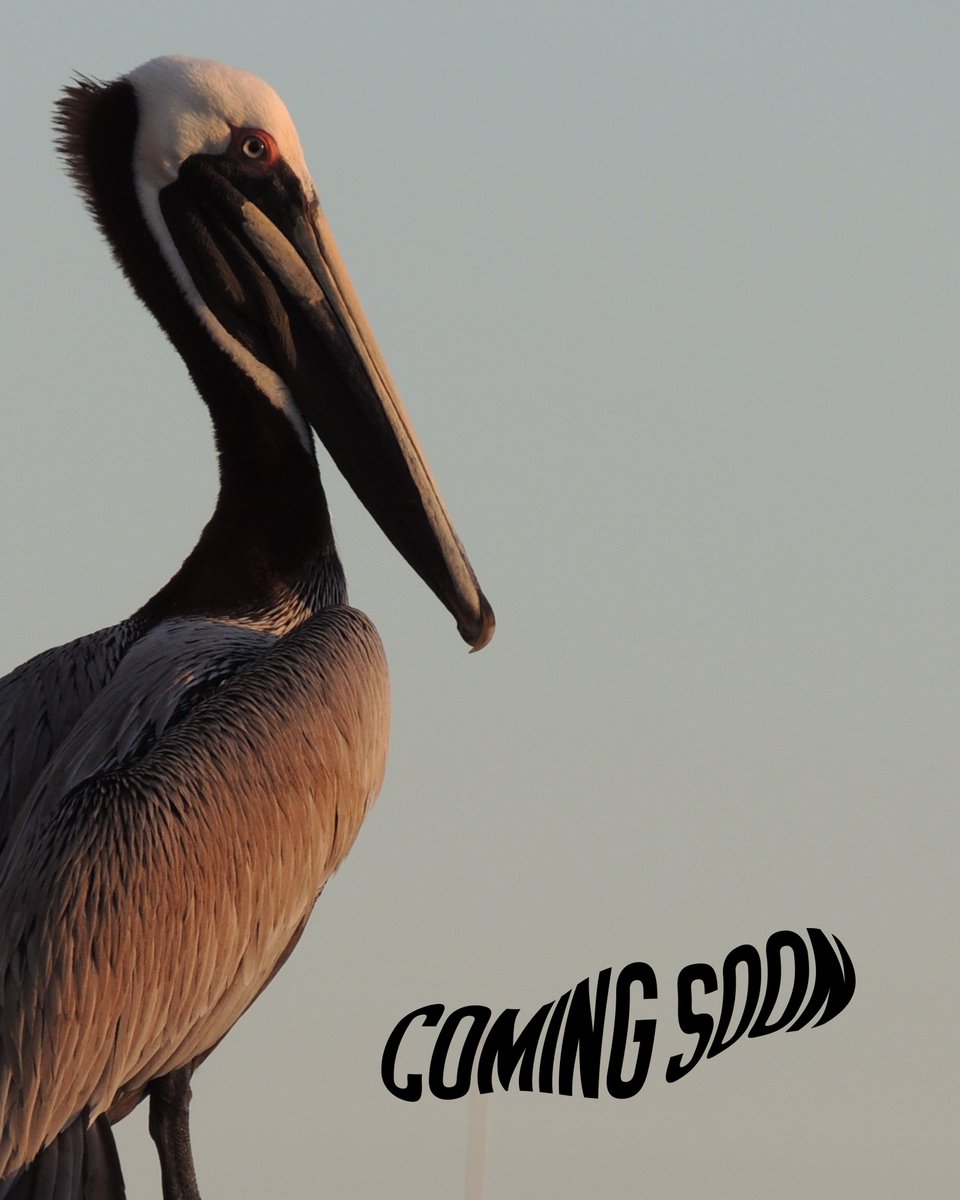 Atomic Bohemian (@atomicbohemian) on Twitter photo Our 2025/26 lineup is starting this month, with the first book flying in to land SOON ✨
atomicbohemian.com Our 2025/26 lineup is starting this month, with the first book flying in to land SOON ✨
atomicbohemian.com