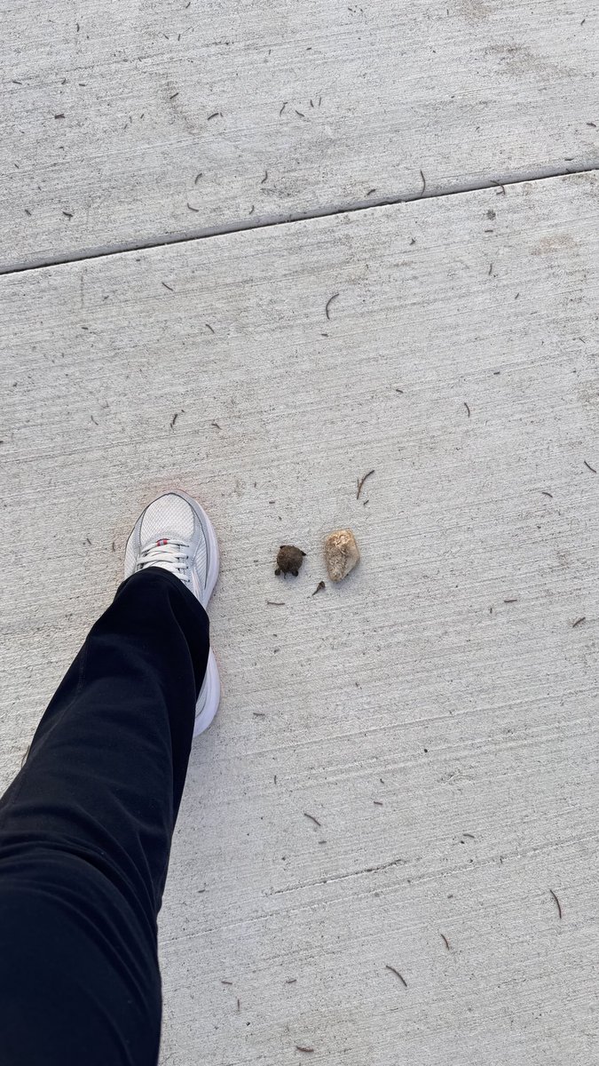 sudha_m_reddy's tweet image. 🎶It’s a manic Monday 🎶…..

Small wonders &amp;amp; discoveries of the day.
Makes nature walks worthwhile