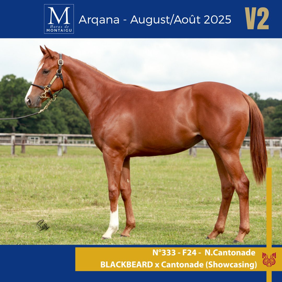 📌3 more yearlings await you during the <a href="/InfoArqana/">ARQANA</a> V.2 session:

- a BLACKBEARD filly, niece to OH GOODNESS ME
- a VICTOR LUDORUM colt from a solid blacktype UK family
- a ROMANISED filly out of Listed-placed RUNNER RUNNER, sister to multiple winners.

🎥 Videos online