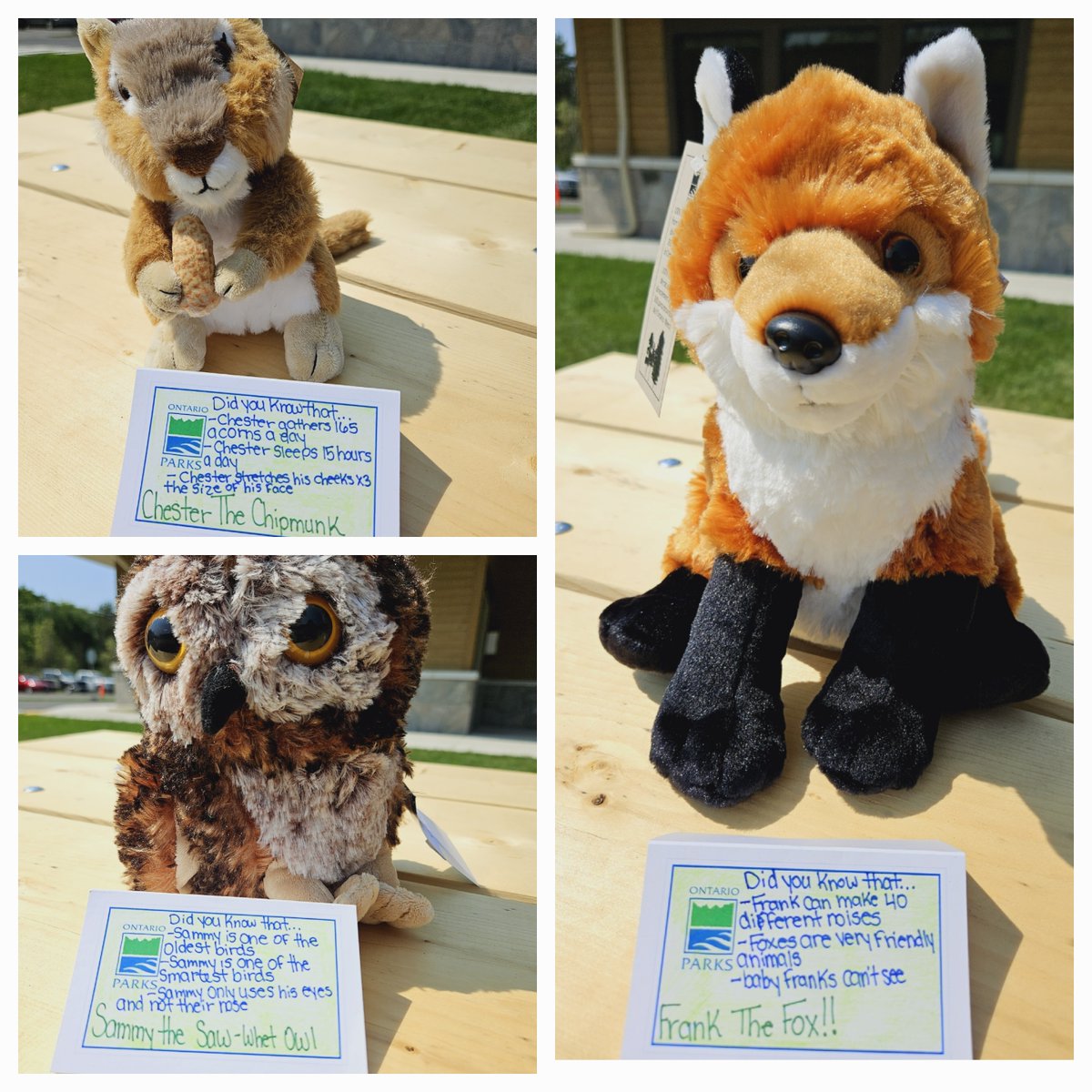 It's #MerchMonday here <a href="/TheMassasaugaPP/">The Massasauga</a>!

Cuddle up with your favourite park pals🦊🐿️🐻🫎🦉🦝

Our friendly park staff can help you find the perfect cuddling companion and teach you some fun facts about them!

Stop by our gatehouse and pick up a new best friend today📍