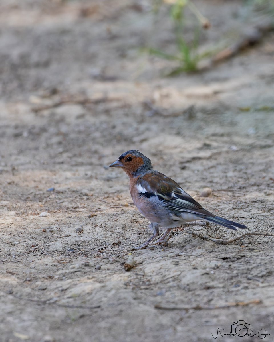 Pinzón vulgar (Fringilla coelebs).
