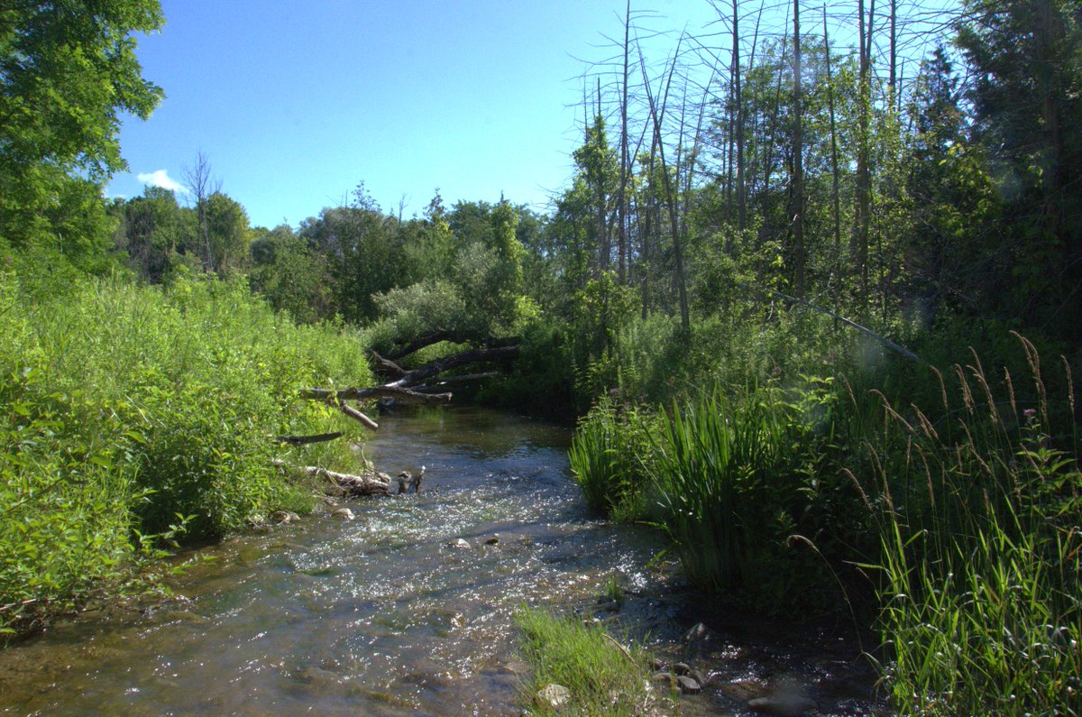 Toronto and Region Conservation Authority tweet media