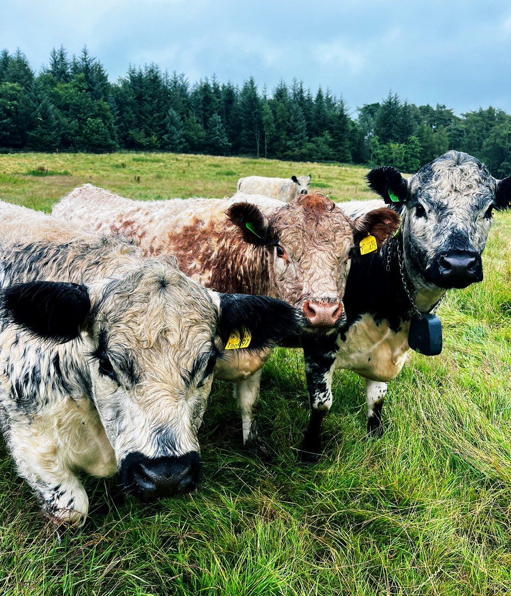 Riggit Galloway heifers