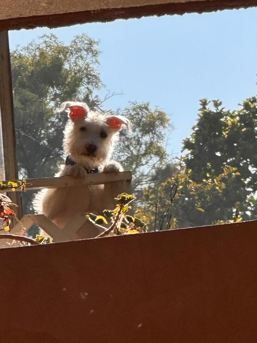 Les comparto a #Juanín en su vida de adoptado. Esa vida quiero yo para #Chicle, #Robin, #Amina, #Khem #Giro y para todos los peritos que hoy buscan un hogar para siempre. Pasar de una carita aterrada a una feliz no es fácil pero es posible, gracias a rescatistas como <a href="/HELA_MORE/">𝙷𝚎𝚕𝚊 𝙼𝚘𝚛𝚎 🐶</a>