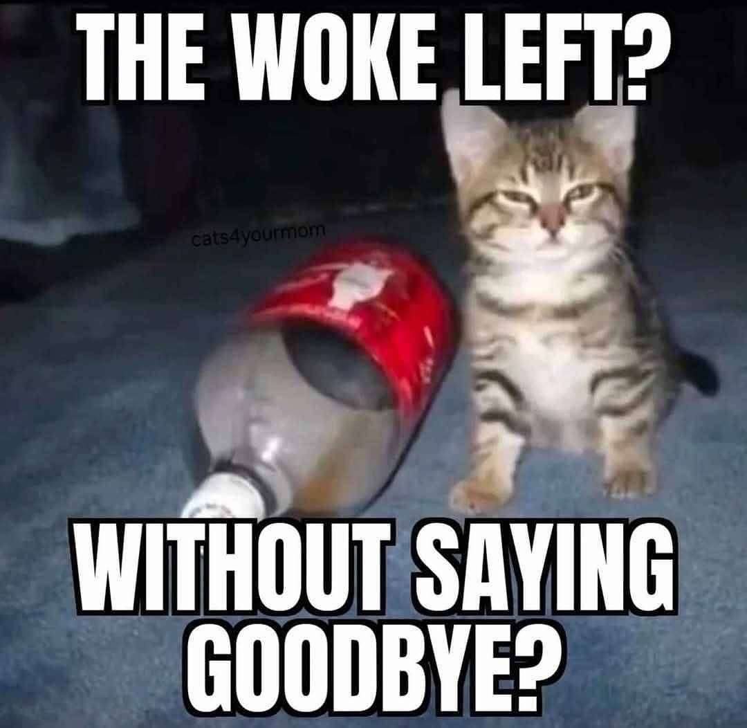 literallymecats's tweet photo. https://t.co/55lMdOT8hO