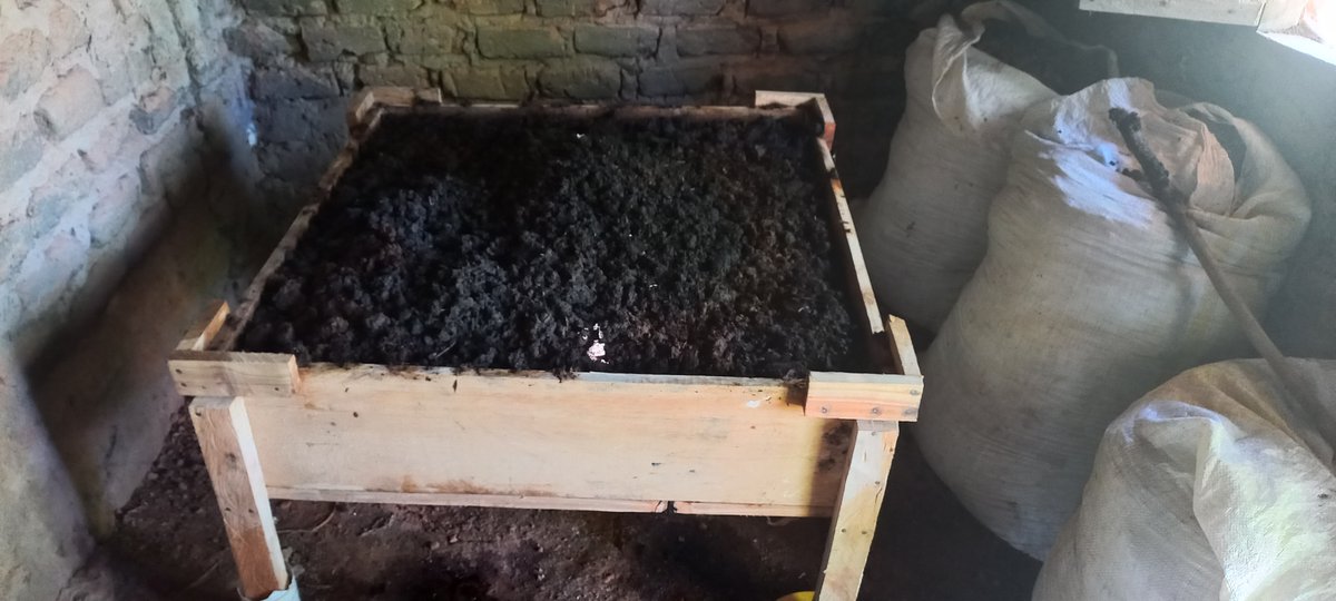 olengoG's tweet photo. @kilimoEAC we are known for spearheading regenerative agriculture to foster cyclic economeies. #vermicomposting has helped the rice farmers to convert rice straws into mineral rich manure #vermicast and #vermijuice
@anthonymakona1 @VictorKiprop_ @KiizaDonata @OdongoSanto https://t.co/anV8tuzS5l