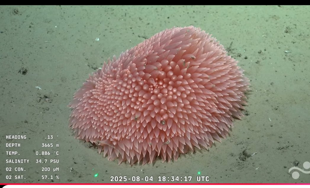 La paz que me dió ver a este bicho