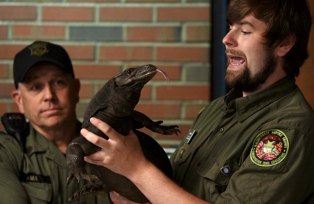 Mack Ralbovsky from Rainforest Reptile Shows talks about Goose as he holds the 4-foot water monitor lizard at the Webster Police Dept. Goose was captured Saturday in Douglas. <a href="/telegramdotcom/">telegramdotcom</a>