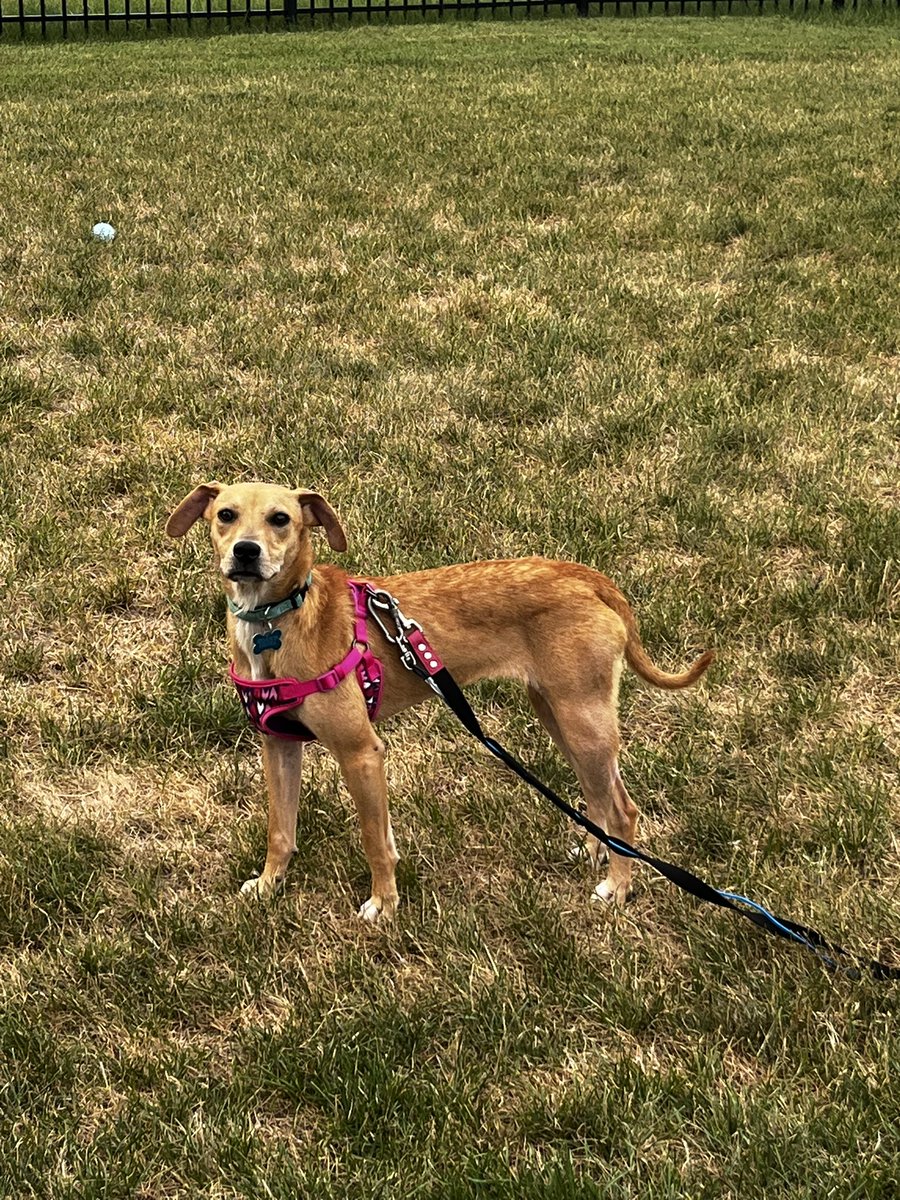facebook.com/share/p/1L3vyB…

If anyone is looking to adopt a dog, this sweetie is looking for a good home. She’s a little shy at first but once she has your trust, she is snuggly and playful.
