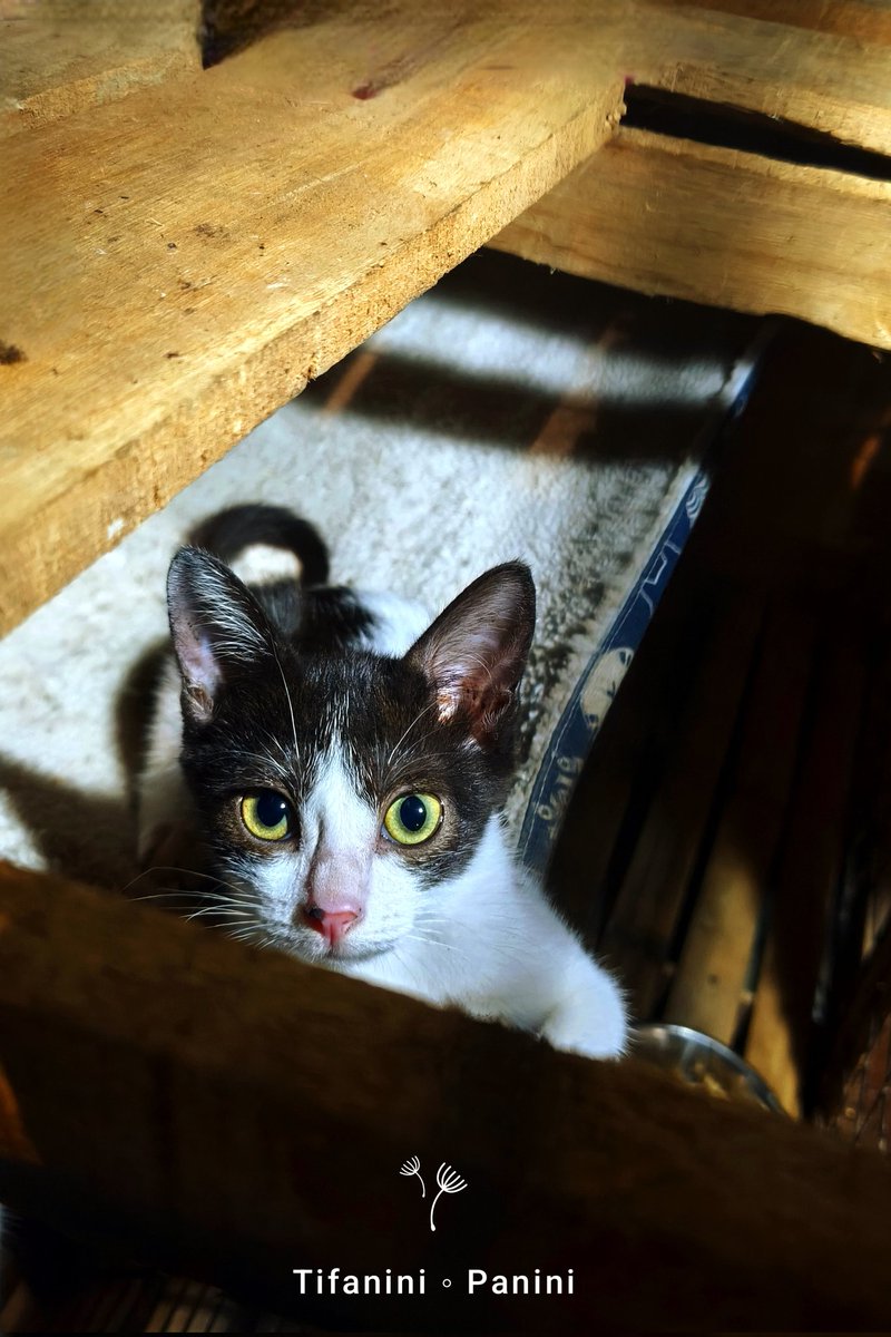 Debbie_Tifa's tweet photo. Meet Cream-O Wheemo ππππ
#Puspins #PusangPinoy #CatsOfX #CatsofManila https://t.co/fUmB1SZhAY