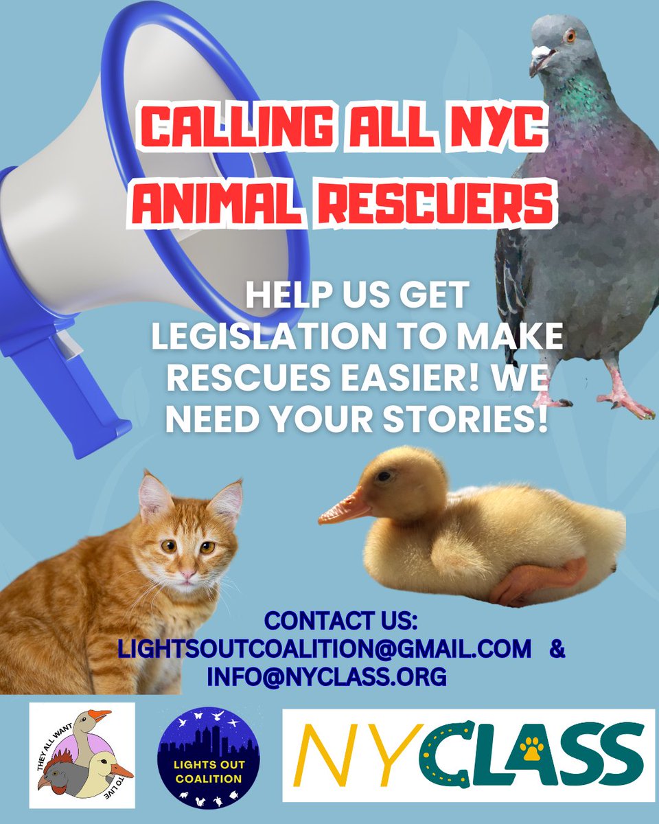 Lights Out Coalition (@lightsoutnys) on Twitter photo Calling all NYC rescuers! If you've tried to rescue an animal trapped in a building, please share your stories with us. We're working on legislation to enable you to gain access thereby making your rescues easier! Please email: lightsoutcoalition@gmail.com & info@nyclass.org 🐦⬛ Calling all NYC rescuers! If you've tried to rescue an animal trapped in a building, please share your stories with us. We're working on legislation to enable you to gain access thereby making your rescues easier! Please email: lightsoutcoalition@gmail.com & info@nyclass.org 🐦⬛