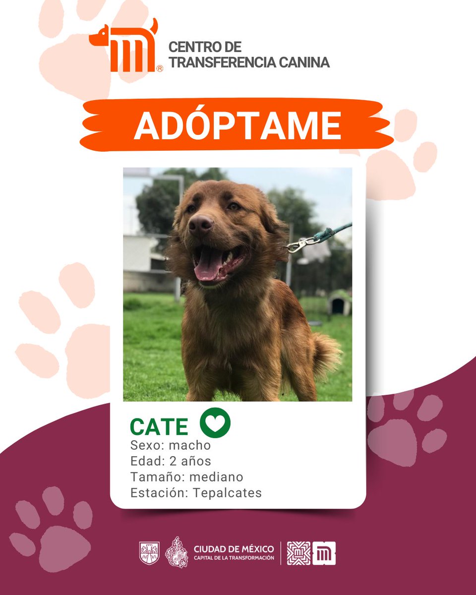 MetroCDMX (@metrocdmx) on Twitter photo "Cate" está en busca de una familia, si deseas darle la oportunidad de ser adoptado comunícate con el <a href="/ctcdelmetro/">CTC del Metro</a>, vía e-mail a: ctc@metro.cdmx.gob.mx
Consulta requisitos de adopción en 👉🏼 bit.ly/41Z16Cd 🐾 #AdoptaNoCompres 🐶🏡 "Cate" está en busca de una familia, si deseas darle la oportunidad de ser adoptado comunícate con el <a href="/ctcdelmetro/">CTC del Metro</a>, vía e-mail a: ctc@metro.cdmx.gob.mx
Consulta requisitos de adopción en 👉🏼 bit.ly/41Z16Cd 🐾 #AdoptaNoCompres 🐶🏡