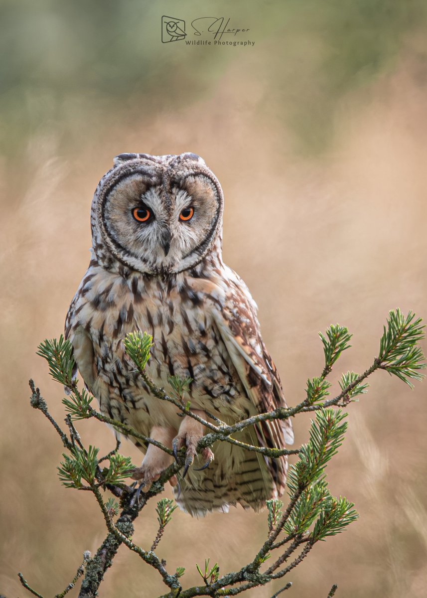 Shane Harper (@shaneyoda82) on Twitter photo 🦉🦉Here’s another Long-eared Owl. My favourite British bird for #InternationalOwlDay <a href="/Natures_Voice/">RSPB</a> <a href="/NatureUK/">NatureUK</a> <a href="/Britnatureguide/">The British Nature Guide</a> <a href="/WildlifeTrusts/">The Wildlife Trusts</a> <a href="/Hawkandowluk/">Hawk and Owl Trust</a> #OWLS #WildlifePhotography #WildlifeMatters #UKbirds 🦉🦉Here’s another Long-eared Owl. My favourite British bird for #InternationalOwlDay <a href="/Natures_Voice/">RSPB</a> <a href="/NatureUK/">NatureUK</a> <a href="/Britnatureguide/">The British Nature Guide</a> <a href="/WildlifeTrusts/">The Wildlife Trusts</a> <a href="/Hawkandowluk/">Hawk and Owl Trust</a> #OWLS #WildlifePhotography #WildlifeMatters #UKbirds