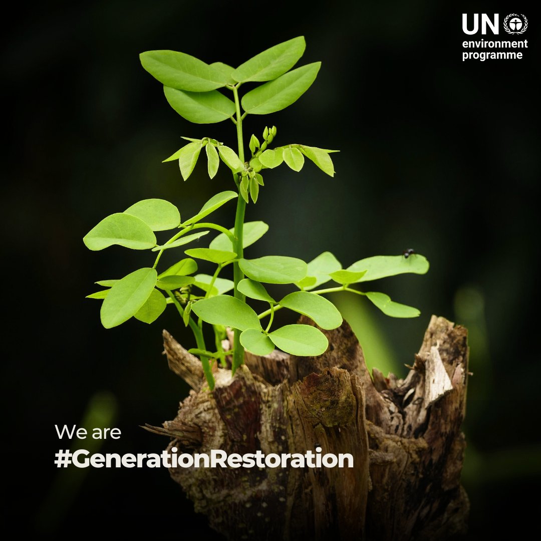 Restoration is key to the prosperity and well-being of people.

To save our planet and common future, humanity must grow, restore, and conserve forests to create healthy ecosystems.

#GenerationRestoration begins with you.

unep.org/interactive/ec…