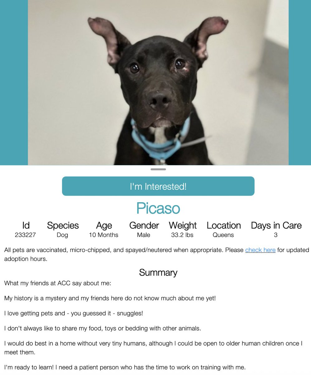 CharBolen's tweet image. PUPPY PICASO NEEDS A LOVING HOME 💗🏡 
PICASO 🩵 #233227  10mth old Boy 🩵 NYCACC 
This beautiful little darling is the definition of CUTE!!
Those ears are so precious 🤗 This baby needs to 
have a loving forever home 🏡 
#Adopt #Foster
#Pledge4Rescue 
Puppy needs a loving 🏡🩵