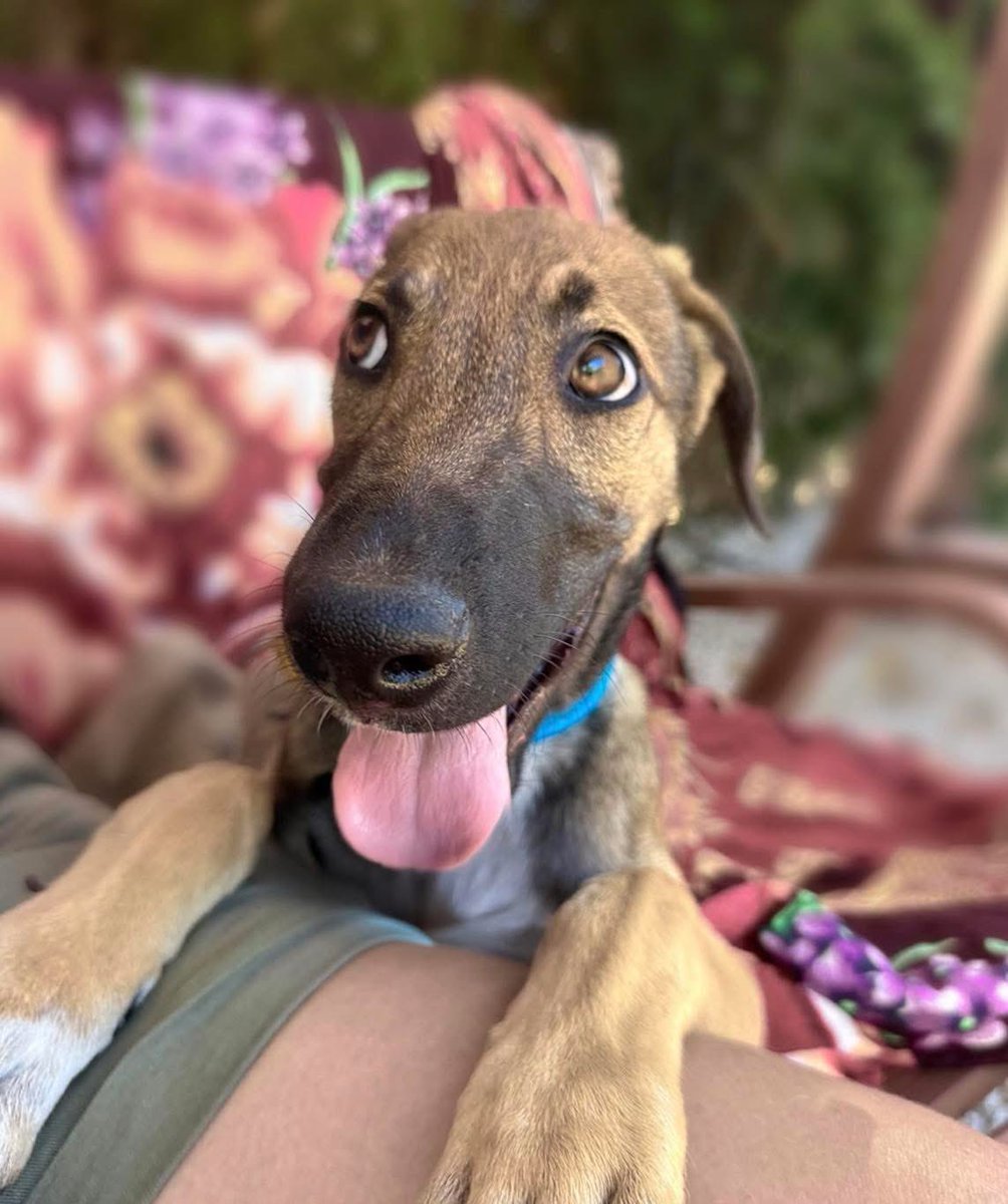 Can you believe all the Herbies are reserved now 😍… oh wait. 
All but Chive 🥴
Chive is the last Herbie to need  a family so let’s send his pic around and see if we can change that. 
Now around 3mths old, he’s walking on a lead wonderfully, enjoying company with other dogs,