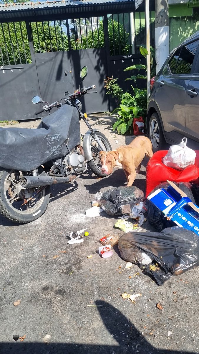 lyssitta's tweet image. SERVICIO SOCIAL✅️
#REPORTAN ‼️
SE BUSCA A SU FAMILIA 📣
"Este perrito hermoso fue visto en Ciudad Merliot Zona del Super Keny anda mal de su piel 💔 Ojala que si tiene dueños sean RESPONSABLES anda cruzándose la calle y lo pueden atropellar o si esta perdido ojala aparezcan sus…