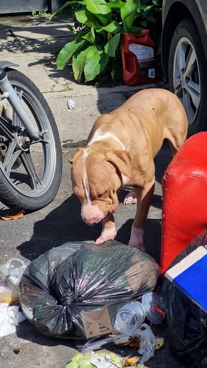 lyssitta's tweet image. SERVICIO SOCIAL✅️
#REPORTAN ‼️
SE BUSCA A SU FAMILIA 📣
"Este perrito hermoso fue visto en Ciudad Merliot Zona del Super Keny anda mal de su piel 💔 Ojala que si tiene dueños sean RESPONSABLES anda cruzándose la calle y lo pueden atropellar o si esta perdido ojala aparezcan sus…