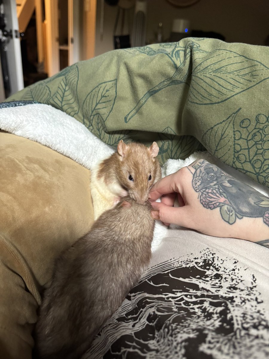 a bunch of rats✨ (@ratspicnic) on Twitter photo 