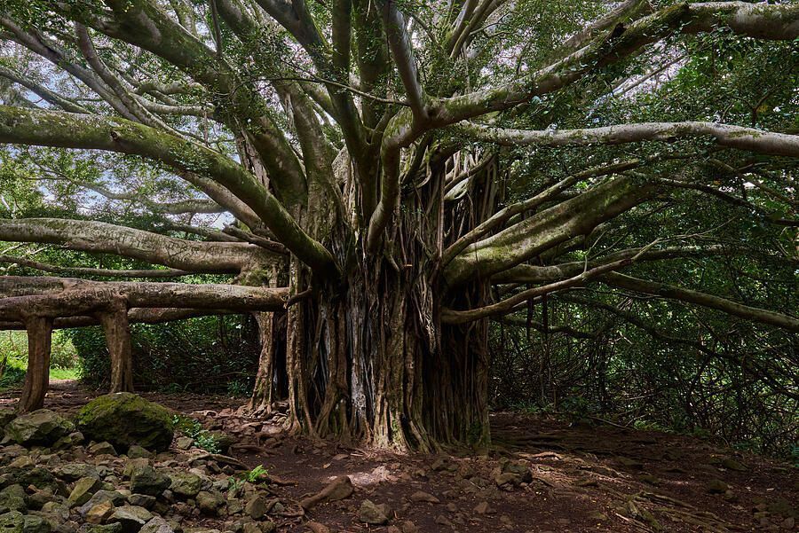 Photography from Hawaii is great way to decorate your walls and add unique textures your space! #art #landscapephoto #naturelovers #artlovers #landscapelovers #photography #travel #vacation #hawaii #homedecor #wallart #art4sale #artistry #nature #giftideas buff.ly/3VWB5jP
