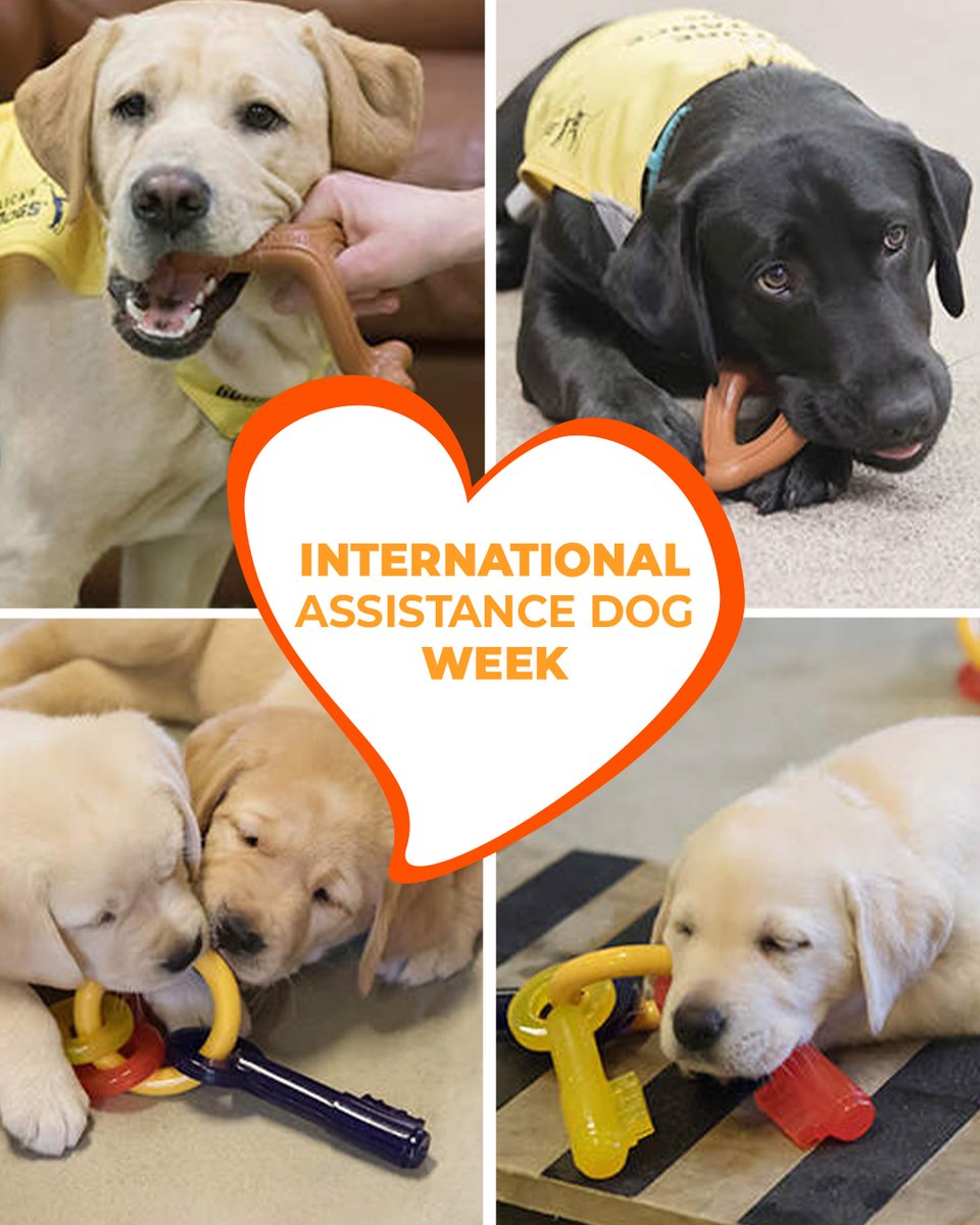 Nylabone Products (@nylabone) on Twitter photo Let's hear it for all the hard-working assistance dogs! 🐕🦺🦮 We're proud to support them by donating chew toys to organizations like the @GuideDogFoundation and <a href="/AmericasVetDogs/">America's VetDogs</a>. Visit our Nylabone Cares page to learn how we lend a helping paw! 🧡 bit.ly/46G4ogw Let's hear it for all the hard-working assistance dogs! 🐕🦺🦮 We're proud to support them by donating chew toys to organizations like the @GuideDogFoundation and <a href="/AmericasVetDogs/">America's VetDogs</a>. Visit our Nylabone Cares page to learn how we lend a helping paw! 🧡 bit.ly/46G4ogw
