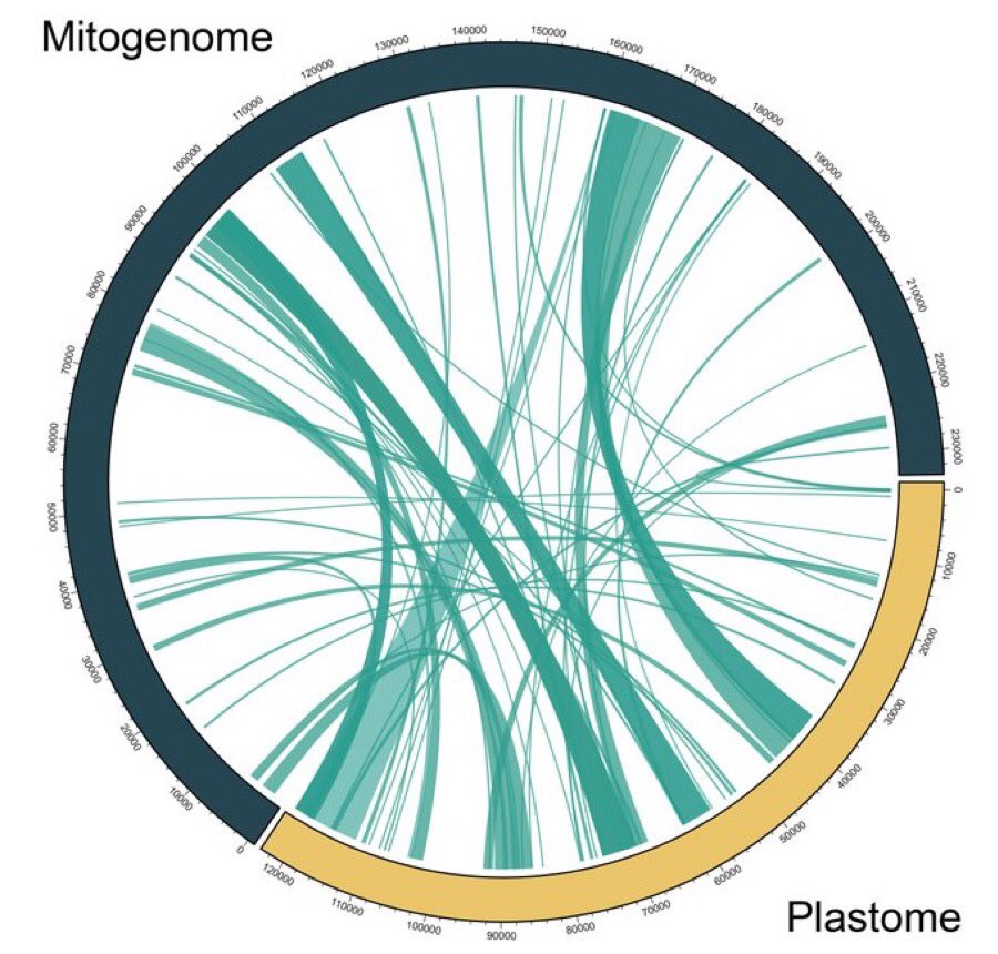 The complete mitochondrial genome of the hemiparasitic mistletoe Psittacanthus palmeri (Loranthaceae) and comparative analysis of mitogenomes across Santalales | Botanical Sciences botanicalsciences.com.mx/index.php/bota…