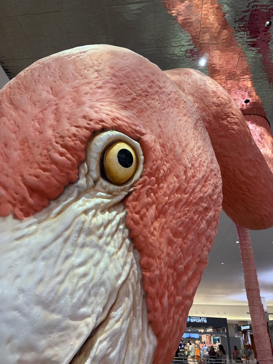 Phoebe says GOOD MORNING TAMPA BAY!!!!!!!

(say it back or else)