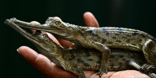 The Hindu (@the_hindu) on Twitter photo A worker holds newborn baby Gharial crocodiles to display at Snake Park in Chennai on Monday.
📷<a href="/VelankanniRaj6/">Velankanni Raj</a> A worker holds newborn baby Gharial crocodiles to display at Snake Park in Chennai on Monday.
📷<a href="/VelankanniRaj6/">Velankanni Raj</a>