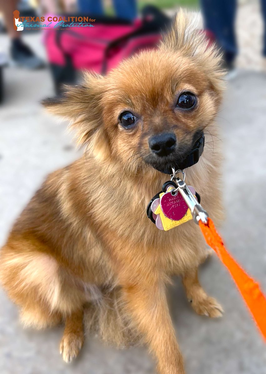 TCforAP's tweet image. Come visit us this week, where you can fully vaccinate &amp;amp; get a heartworm test for your dog at TCAP for only $60!!🐶

Calendar: ow.ly/xOJj50WuNJK

#PetLoversFirst #TCAPRocks #TexasForThem #NeuterIsCuter #TCAPSpayNeuter #DFWSpayNeuter #LowCostPetCareDFW #DallasPetWellness