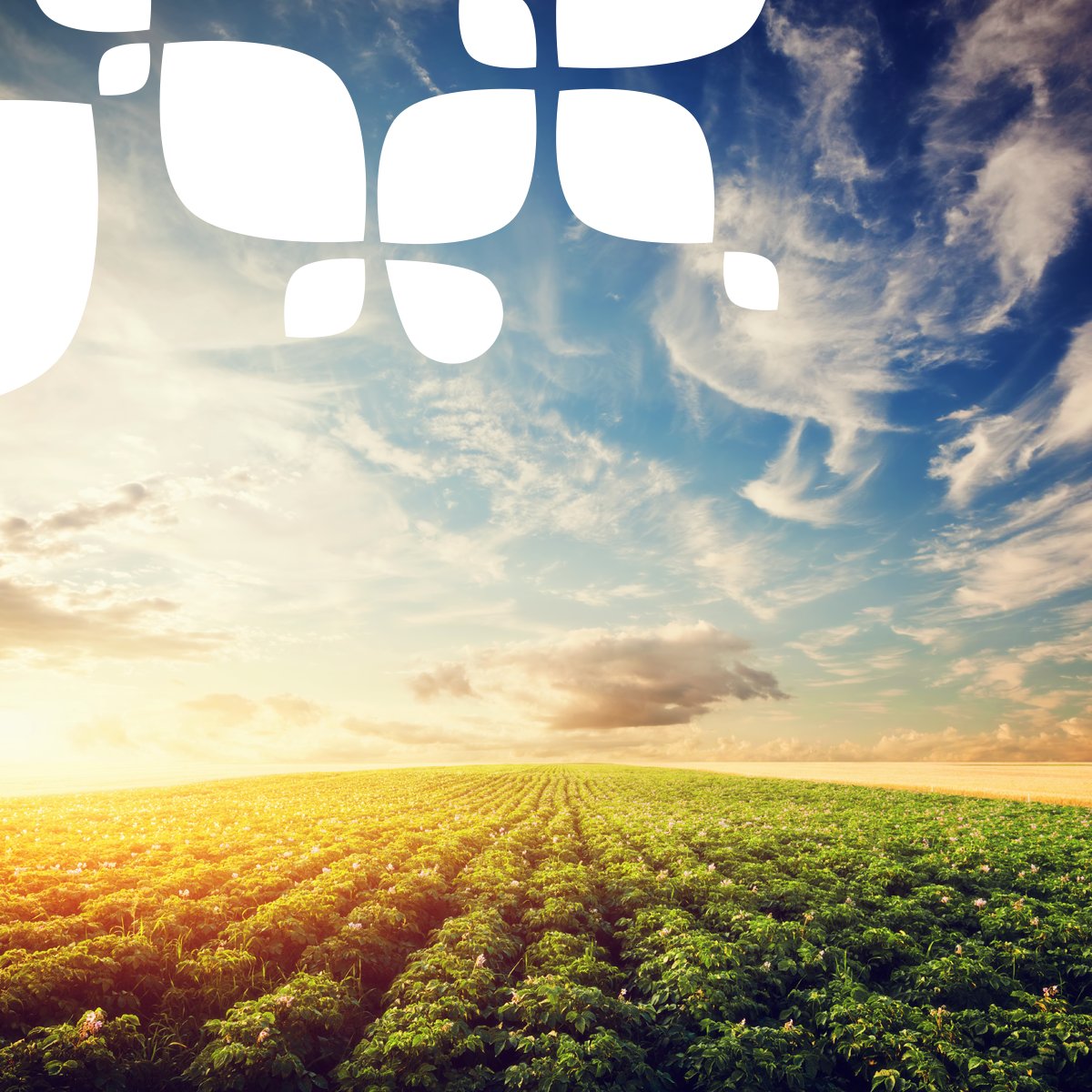 El desarrollo de buenas prácticas agrícolas 🌱👍 es fundamental para afrontar los retos de la globalización 🌍 sin comprometer la sostenibilidad de los cultivos.

#SinTiNoSoyNada 💚