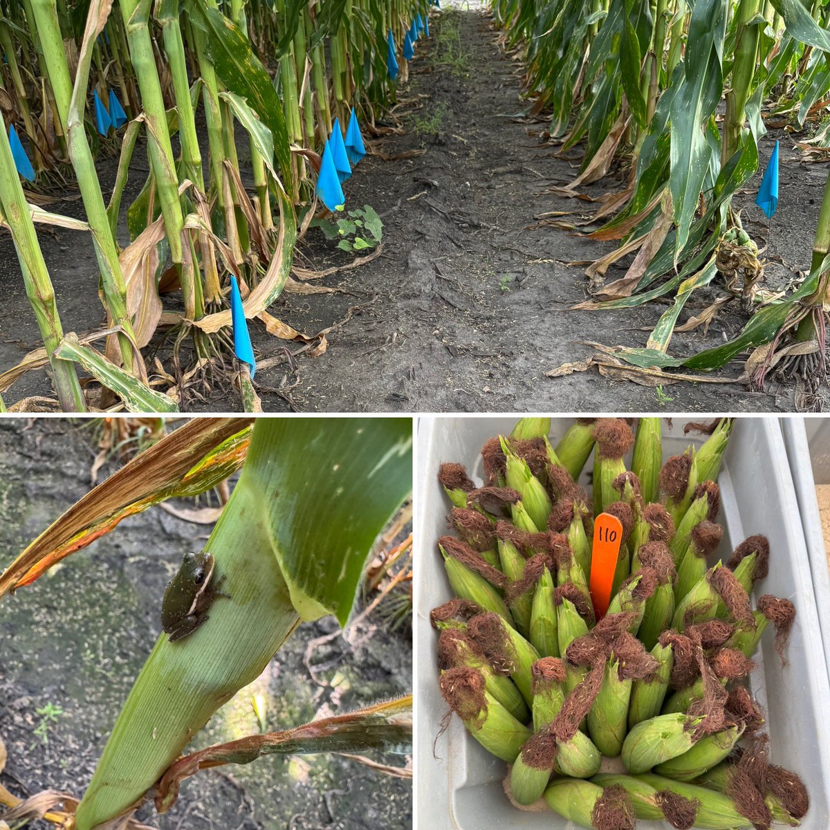 We collected 4800 corn ears this morning to find out how Bt impacts #bollworm mating. This is only one of our five locations. Funded by <a href="/USDA/">Dept. of Agriculture</a>. <a href="/NCSU_DEPP/">NCSU Entomology & Plant Pathology</a>