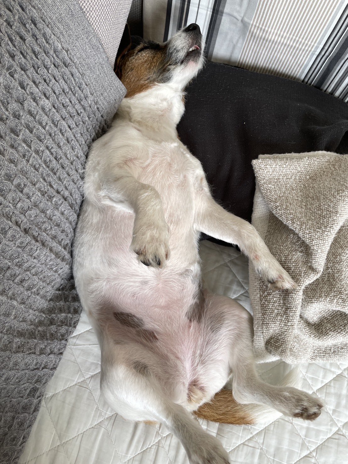 れおぽん🐇 (@leopon170cm) / X