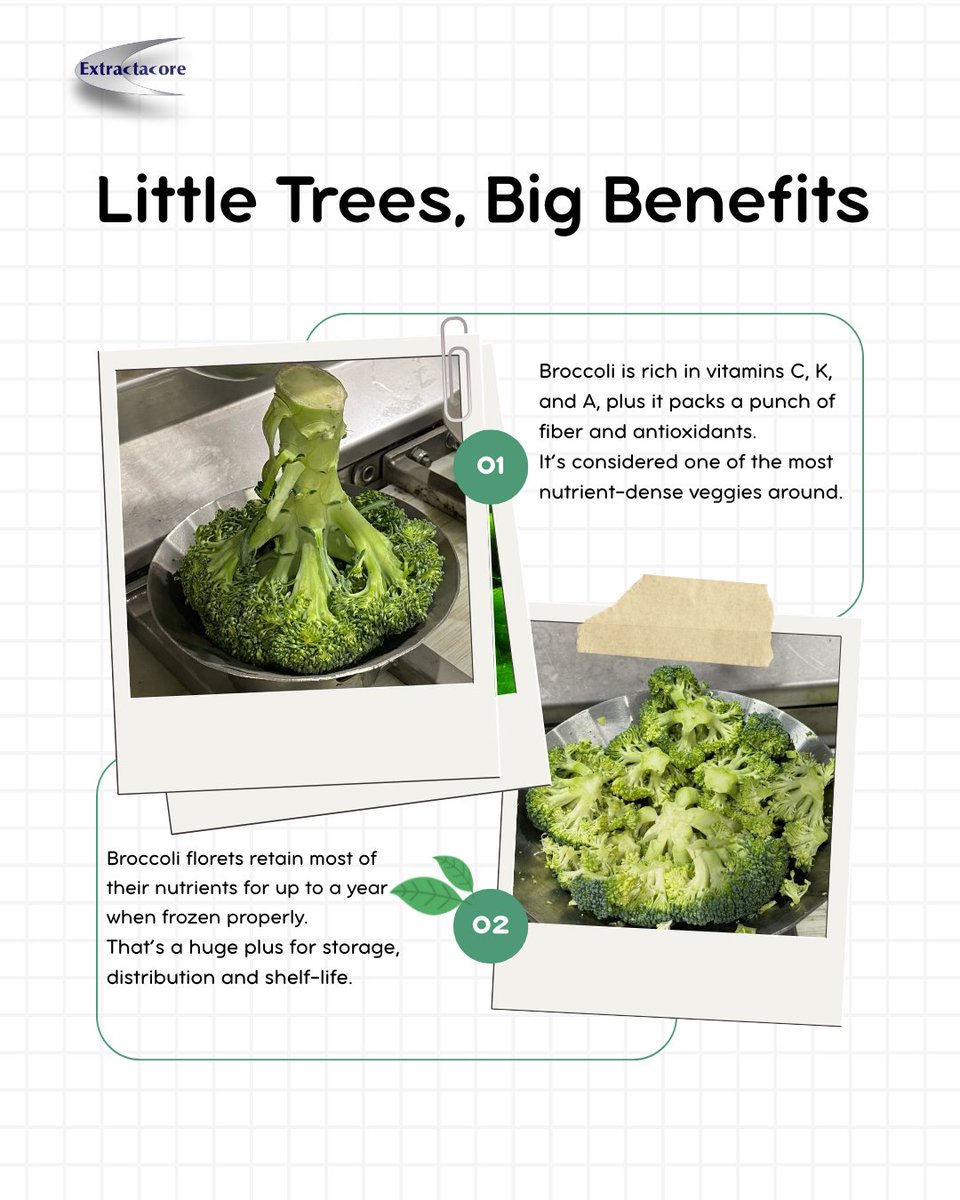 ExtractaCore's tweet image. Little trees, big returns.
With Extractacore, food processors get more than clean cuts - they get efficiency, nutrient retention, and shelf-life longevity.
Broccoli florets processed with precision retain nutrients for up to a year when frozen.
That’s smart business.
#AgTech