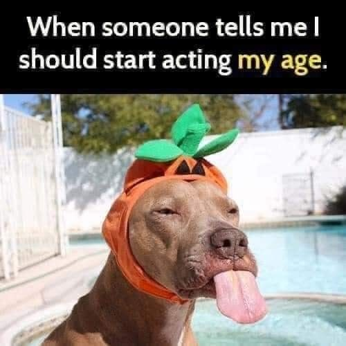 Windy101🇨🇦🇺🇸🇺🇦🐾🐾🐾 (@hey_butter) on Twitter photo 