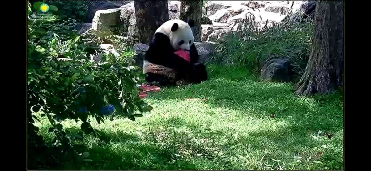 shr1978's tweet photo. More birthday pics 🥰🐼❤️ @BaoLiPanda @BeiBeiPanda3 @pinkypanda0823 https://t.co/O9vXhiJgvL