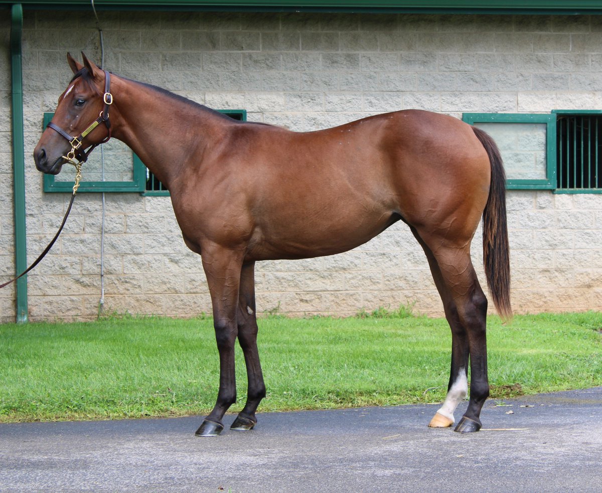 Gainesway's tweet image. Look for #FirstCrop #GoldMedal yearlings by OLYMPIAD  selling today at @FasigTiptonCo Saratoga ✨

🏅 Hip 81 • Filly o/o Determined Truth (Flatter)
The first foal o/o a half-sister to G1W Perfect Alibi
– Consigned by Scott Mallory

🏅 Hip 108 • Colt o/o Gold Beach (Tapit)
O/o a