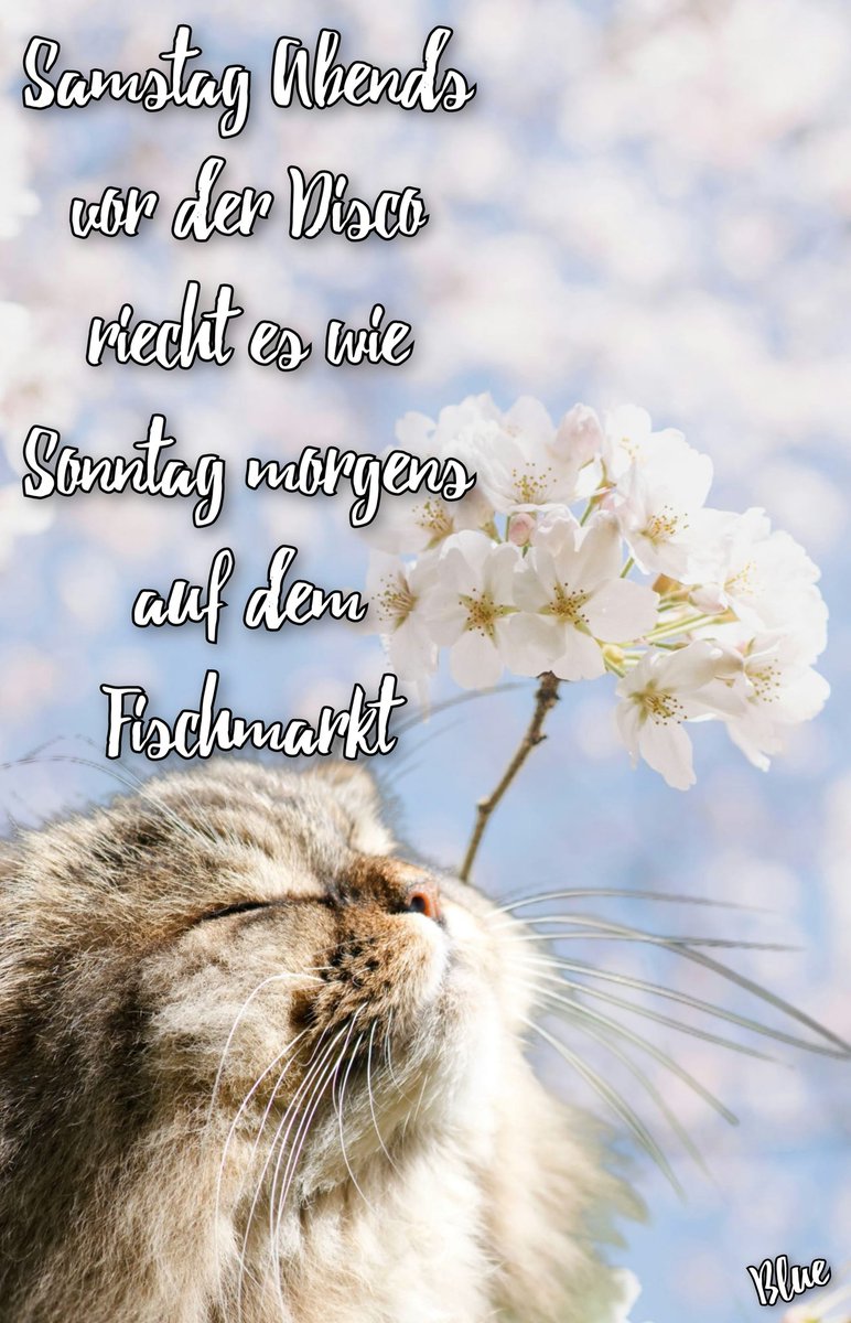 BlueberryMuffling🫐🧁 (@mufflingblue) on Twitter photo Blue macht jetzt BoomerPoesie 👀
Und damit:
Hewwo meine Knutschbäckchen🫐💕
Heut Abend ab 20Uhr splitten <a href="/WolfsLady05/">Lady Tini //Commisson open</a> und ich wieder unser Abenteuer und haben dabei Doppelt soviel Spaß 😊 Blue macht jetzt BoomerPoesie 👀
Und damit:
Hewwo meine Knutschbäckchen🫐💕
Heut Abend ab 20Uhr splitten <a href="/WolfsLady05/">Lady Tini //Commisson open</a> und ich wieder unser Abenteuer und haben dabei Doppelt soviel Spaß 😊
