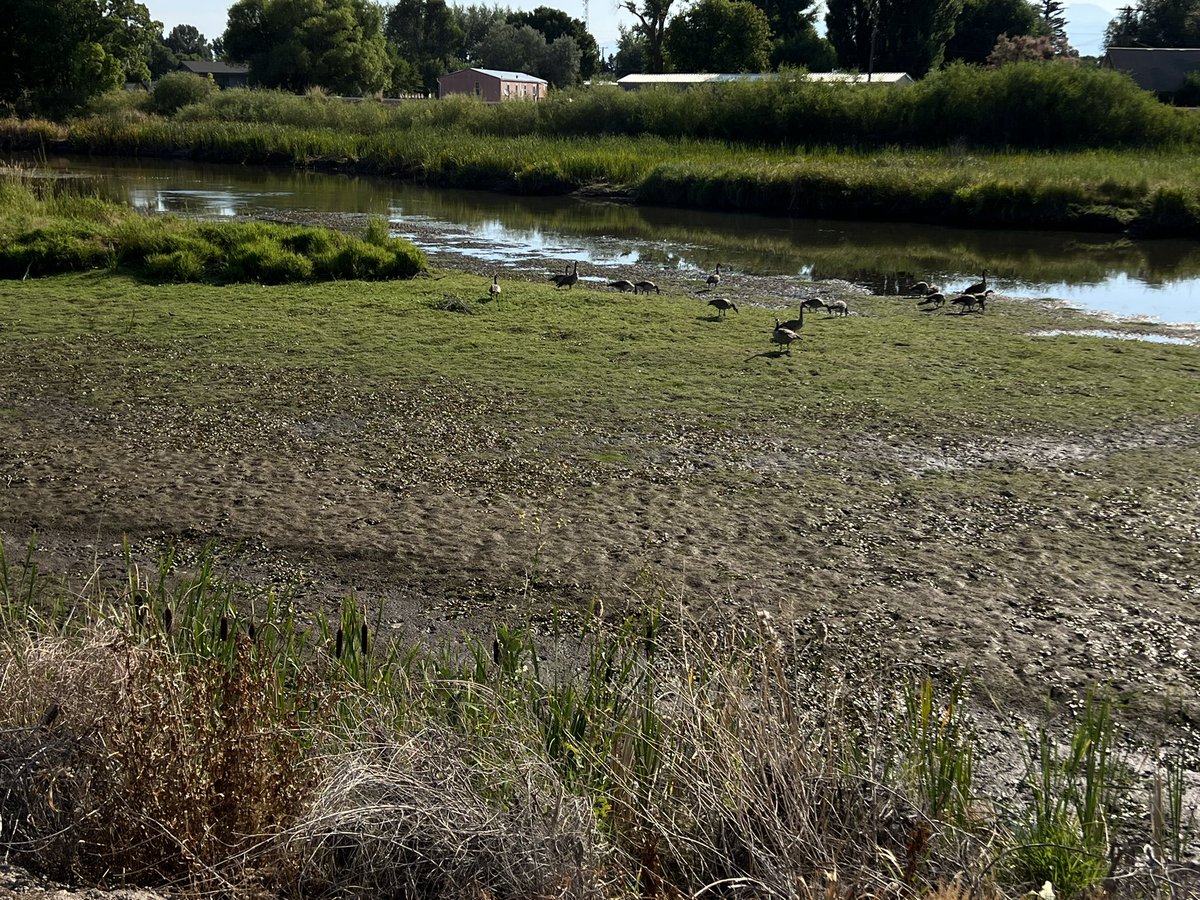 What drying of the Rio Grande looks like in August. #SanLuisValley #Colorado