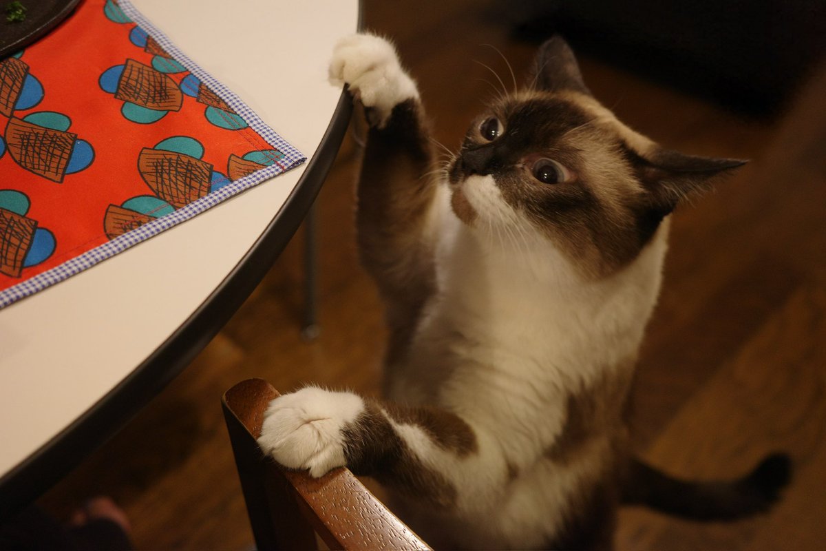 奥多摩から一尾だけ持って帰った虹鱒を家でムニエルにした 猫が覚醒した