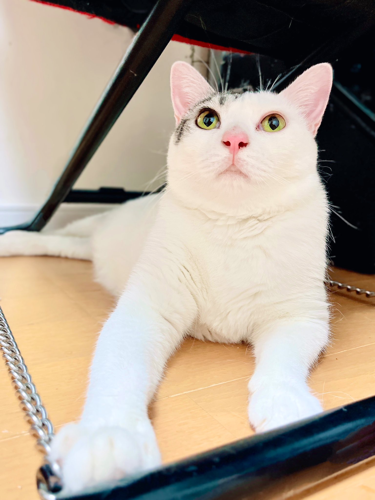霜雪猫ページ 猫野四季＊ on X: 