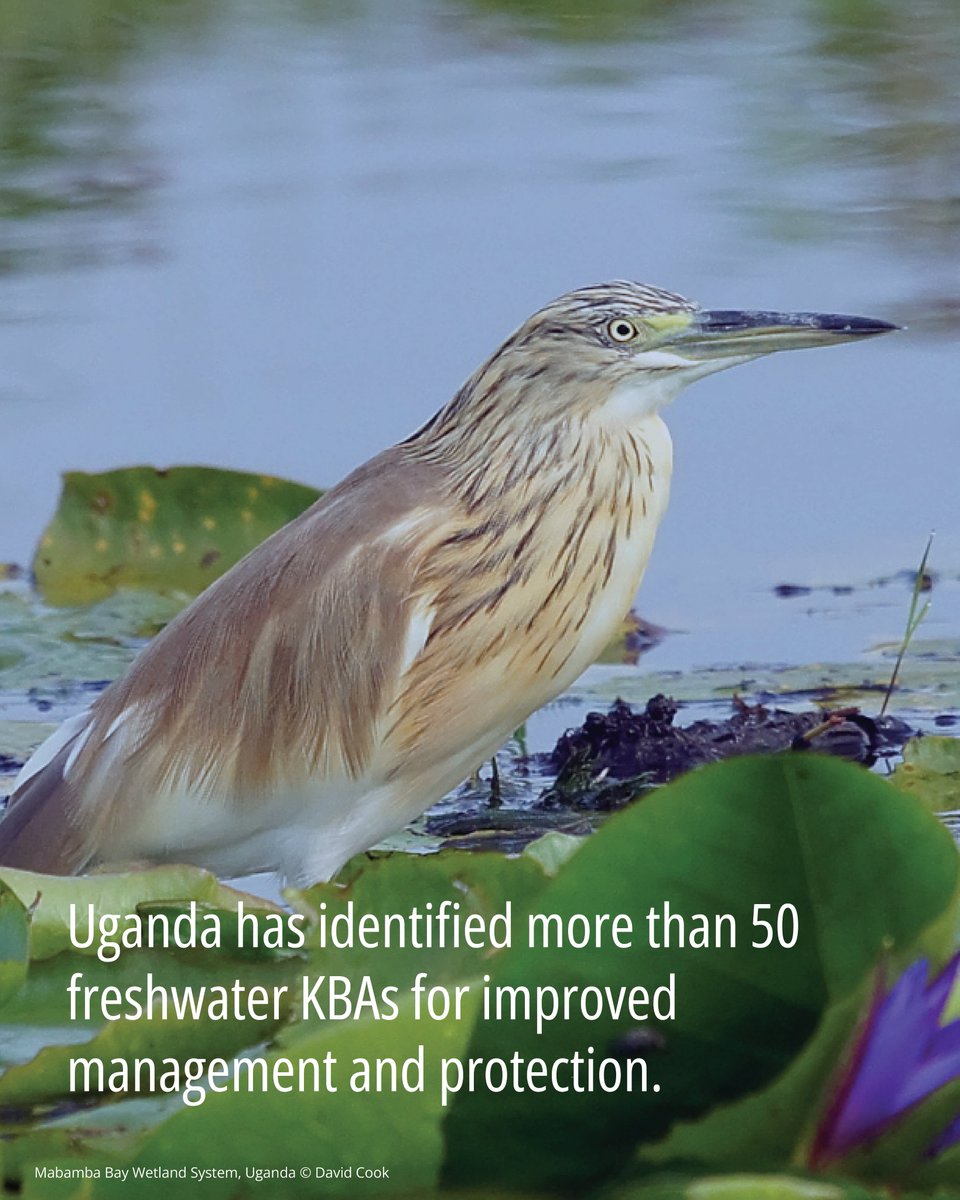 📄 #CaseStudies | 🌿Uganda is actively using #KBAs to conserve its freshwater biodiversity by identifying, mapping, and prioritising these areas for conservation investments. 👉 For instance, the government is using KBA data for the NBSAP II.

🔗 bit.ly/4nPGfKA