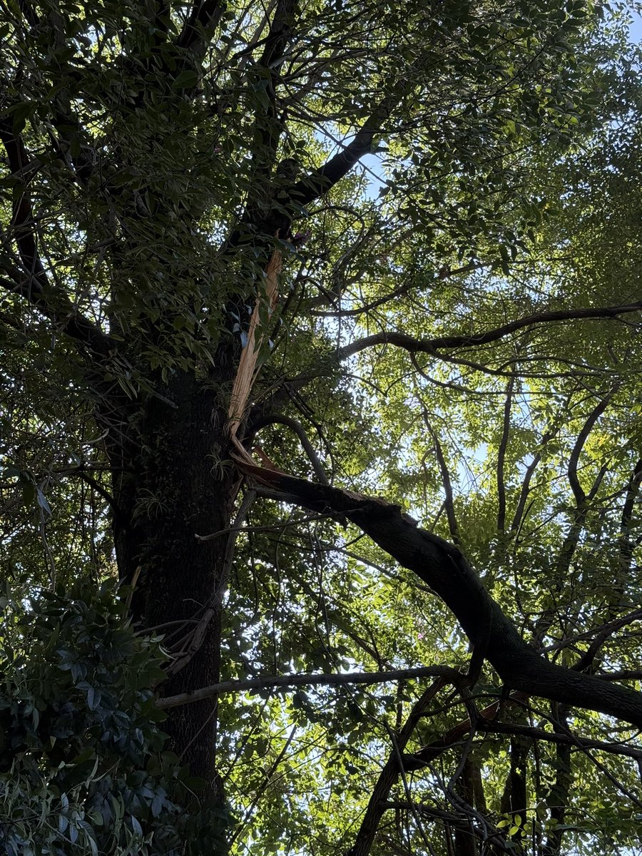 GM GM

How’s your morning so far? 
Here’s a quick story for y’all.

Weather has been hectic as and a fucken branch in my property decided to wreak havoc earlier today.

Now my neighbour is not happy cos it landed on his side. 

You can’t make up this shit.
Jfc!
🥲