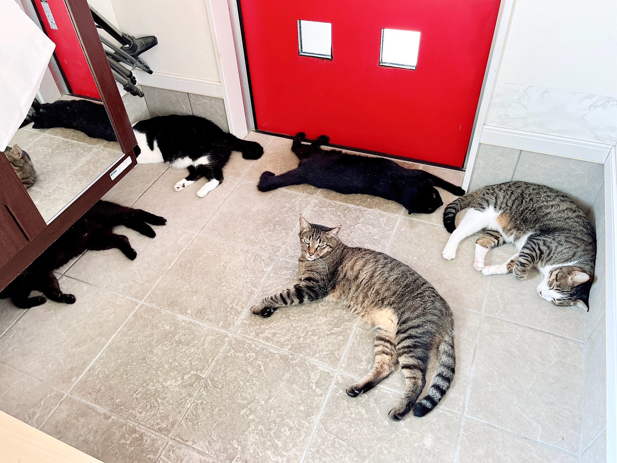 チビ猫❣ リクエスト 2点 まとめ商品 チビ猫❣ リクエスト 2点 まとめ商品 チビねこ様 リクエスト 2点