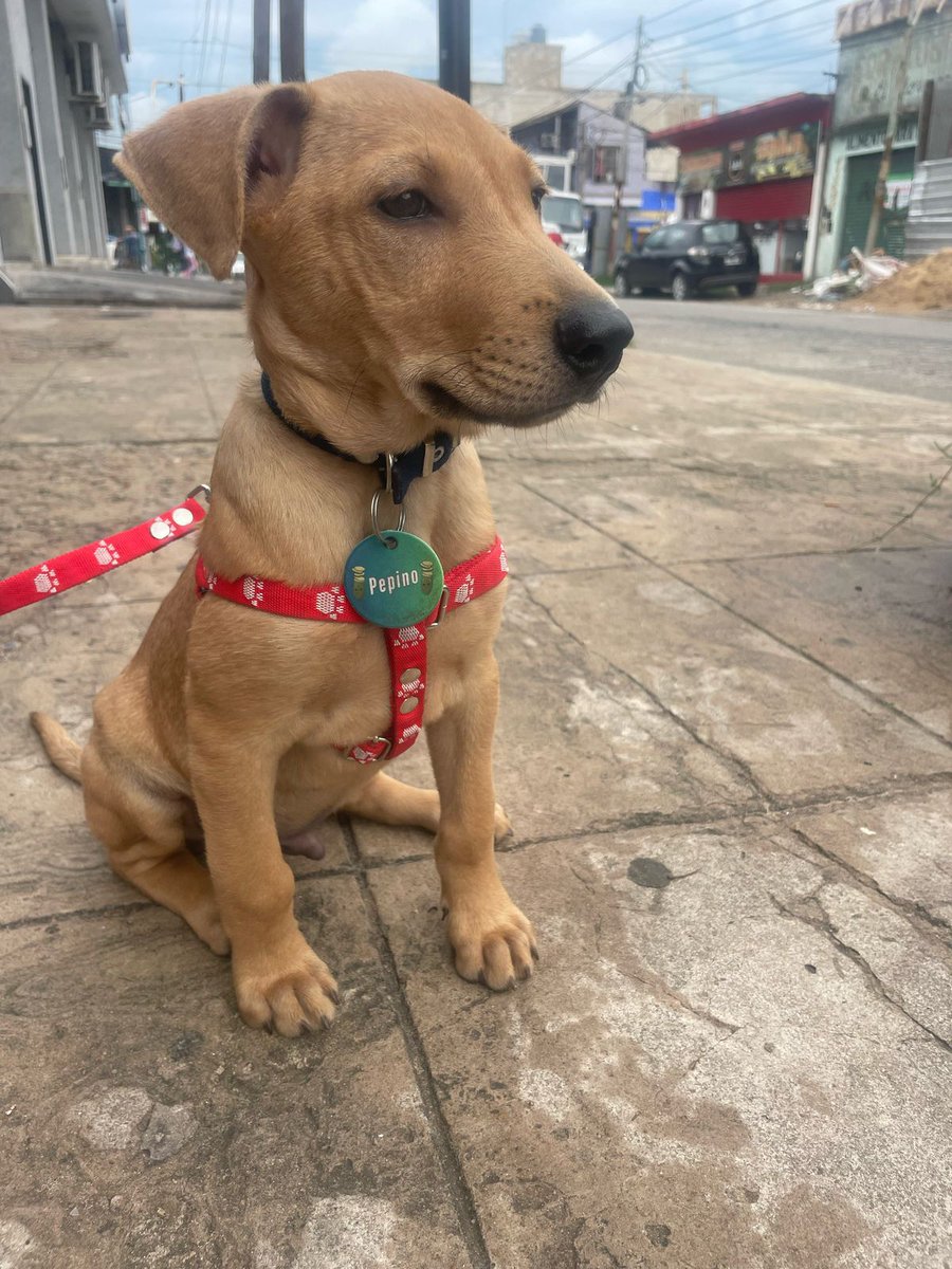 Así se lo llevaron y lo devolvieron, ojalá empiecen a entender que les quitan la posibilidad de crecer en un hogar y no pasar el estrés del desapego y abandono, sean responsables a la hora de decidir tener un animal, ELLOS SIENTEN, ELLOS LO SUFREN.