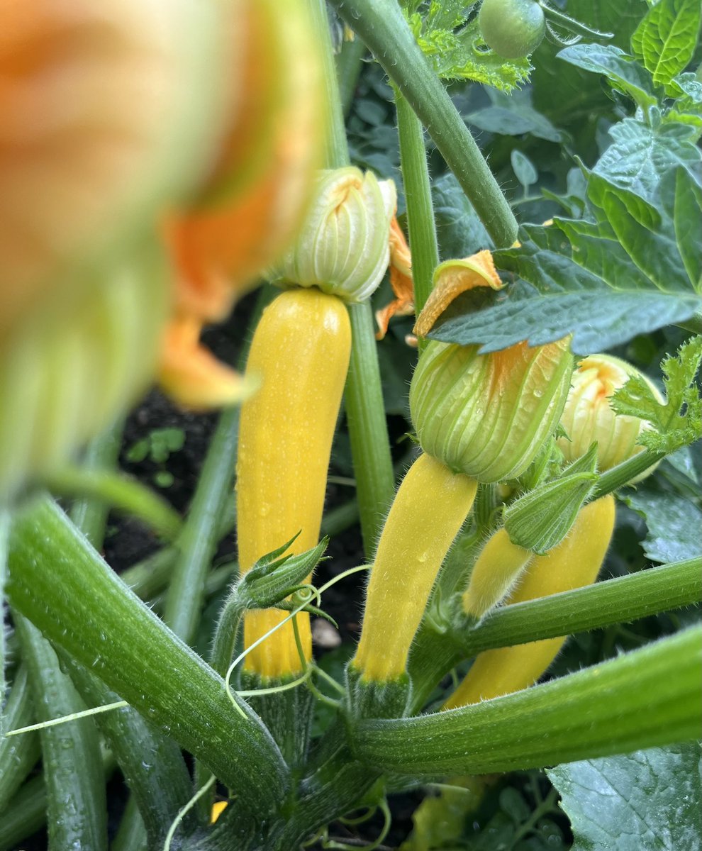 Karen Anstee tweet media