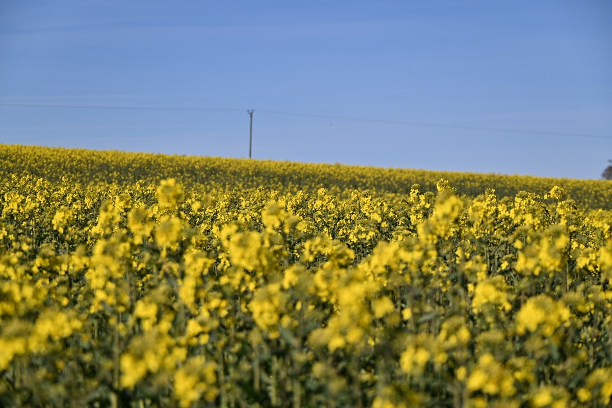 Hearing that the world record for Oil Seed Rape yield has been broken ⁦<a href="/LGSeedsUK/">LGSeedsUK</a>⁩ #harvest25
