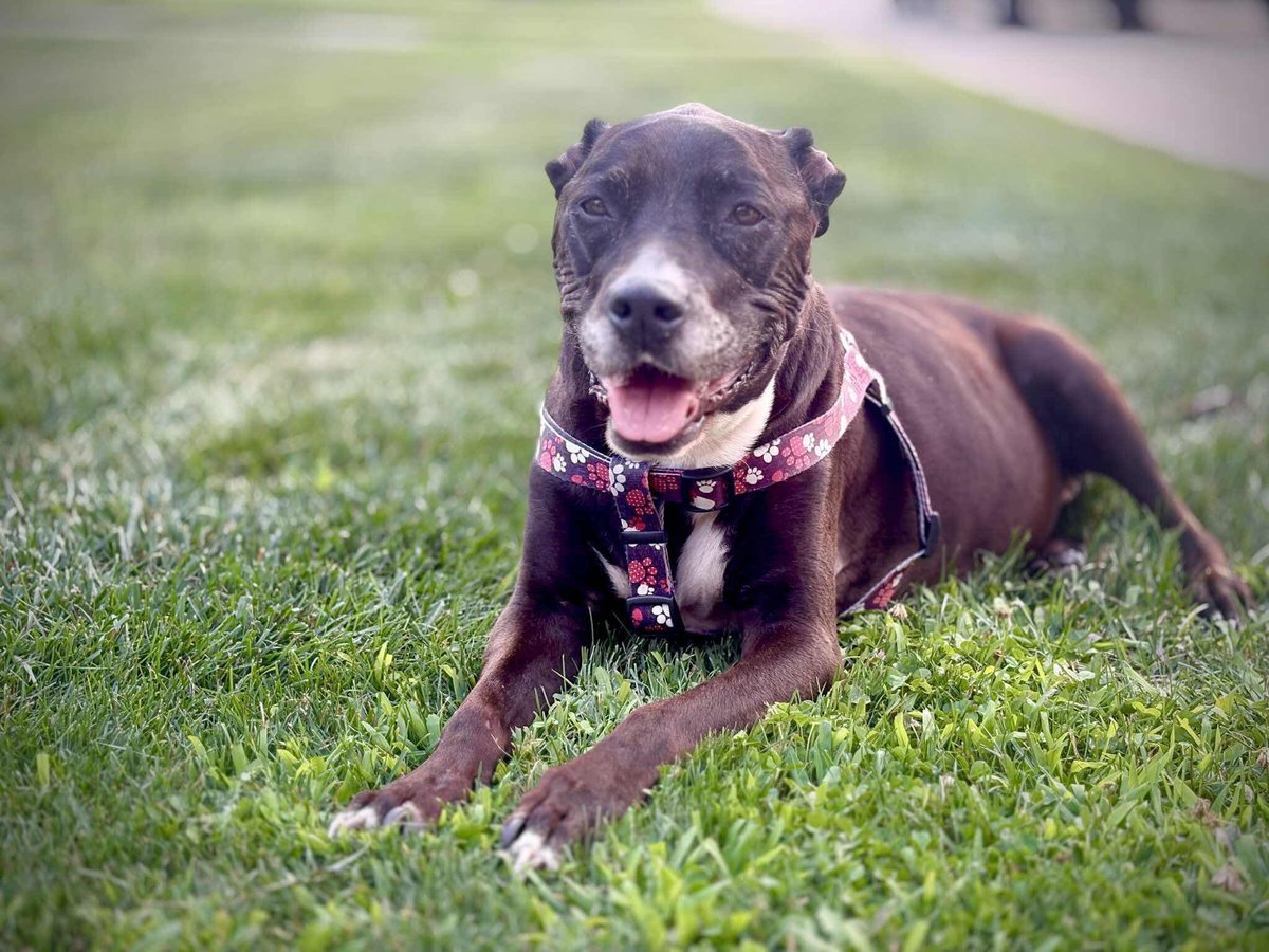 wagnert12's tweet photo. Rest easy big girl, we’ll miss you https://t.co/hX5zjxCsNC