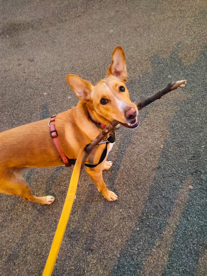 Saps què has de fer si perds la teva mascota? 

👉 Truca al 93 567 42 00 (de 7.30 a 15 h de dilluns a divendres 
👉 Envia un correu a tes@gencat.cat 
👉 Truca al 93 561 70 00 (24 hores) 

gen.cat/4iXqHlE